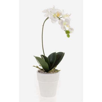 Orchidea Phalaenopsis in plastica ISIS, vaso in ceramica, bianco, 40 cm Orchidea Phalaenopsis in plastica ISIS, vaso in ceramica, bianco, 40 cm