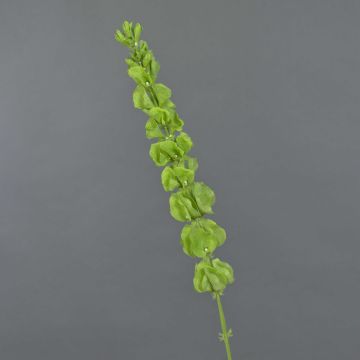 Molucella finta SIERA, verde, 80cm