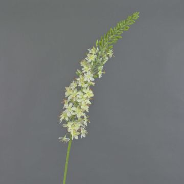 Fiore finto di candela del deserto AOMORI, crema, 105cm Fiore finto di candela del deserto AOMORI, crema, 105cm