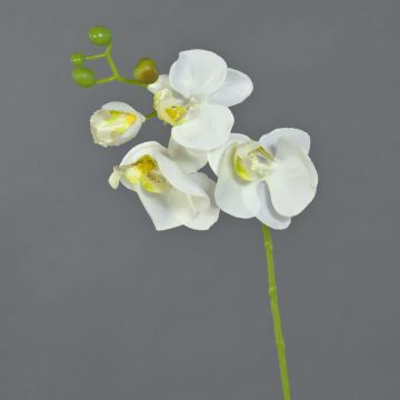 Ramo di orchidea Phalaenopsis di plastica MINA, bianco, 55cm Ramo di orchidea Phalaenopsis di plastica MINA, bianco, 55cm