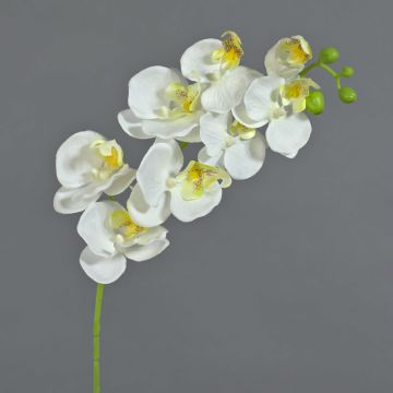 Ramo di orchidea Phalaenopsis di plastica MINA, bianco, 70cm Ramo di orchidea Phalaenopsis di plastica MINA, bianco, 70cm