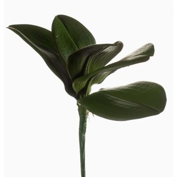 Ramo di orchidea Phalaenopsis di plastica NIUT, su stelo, verde, 25cm