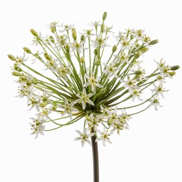 Allium finto BRAIS, bianco, 90cm