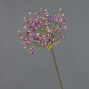 Allium finto BRAIS, viola, 90cm