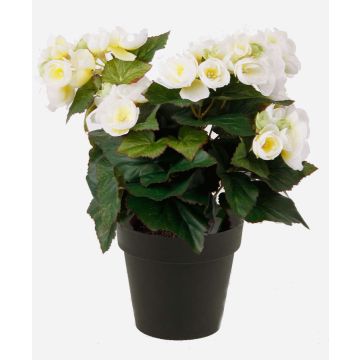 Begonia finta DOBRADA, crema, 30cm