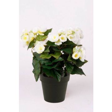 Begonia finta DOBRADA, crema, 30cm