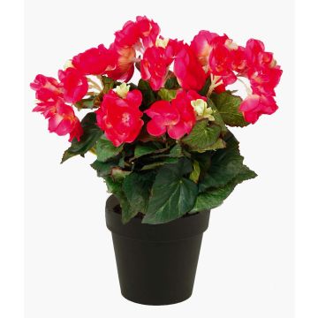 Begonia finta DOBRADA, rosa, 30cm