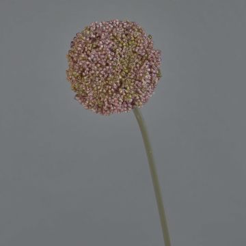 Allium finto BOUTROS, viola, 75cm