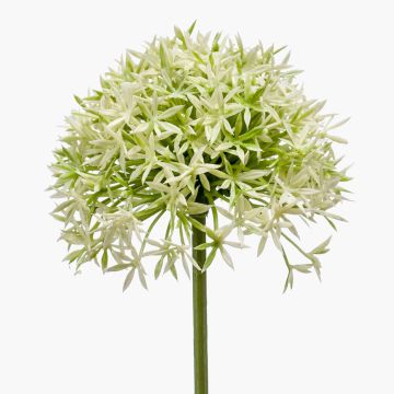 Allium finto ARNAU, verde crema, 60cm