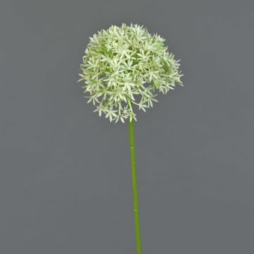 Allium finto ARNAU, verde crema, 60cm