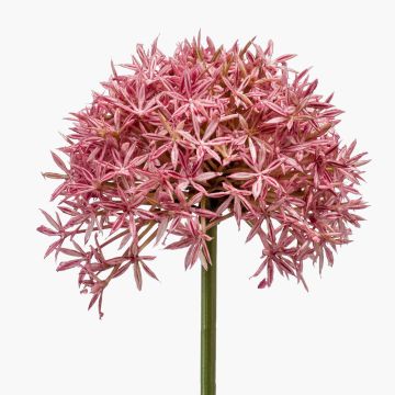 Allium finto ARNAU, fucsia, 60cm