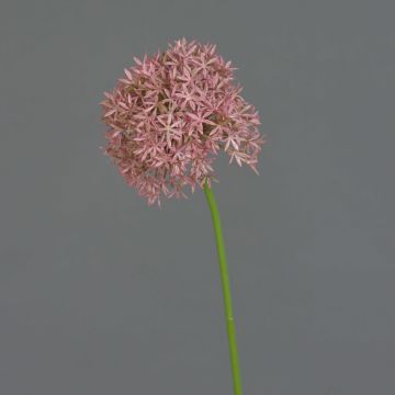 Allium finto ARNAU, fucsia, 60cm