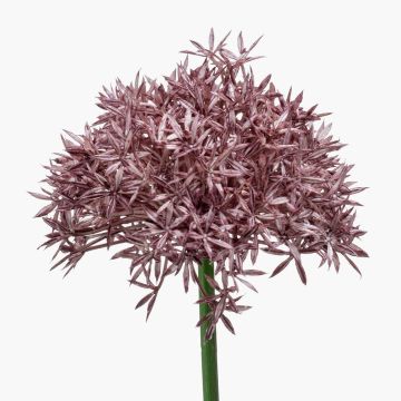 Allium finto ARNAU, viola, 60cm