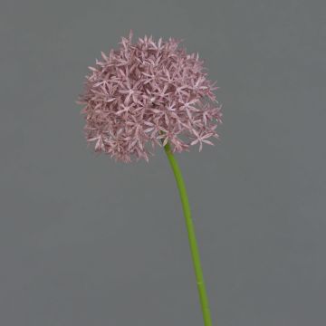 Allium finto ARNAU, viola, 60cm