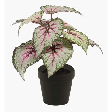 Begonia rex di plastica MEIRA, verde-rosa, 25cm