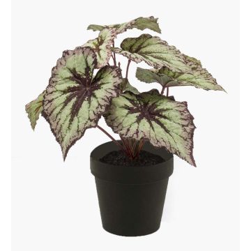 Begonia rex di plastica MEIRA, verde-viola, 25cm