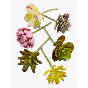 Succulente di plastica JADON, su stelo, 6 pezzi, colorate, 13cm, Ø5cm