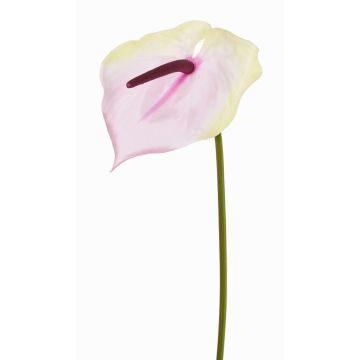 Fiore artificiale "fiore di fenicottero" MOIRA, rosa crema, 75 cm, 13x18 cm Fiore artificiale "fiore di fenicottero" MOIRA, rosa crema, 75 cm, 13x18 cm