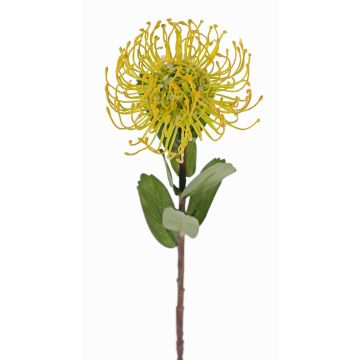Cuscino porta spilli artificiale Protea BAILY, giallo-verde, 55 cm, Ø 10 cm Cuscino porta spilli artificiale Protea BAILY, giallo-verde, 55 cm, Ø 10 cm