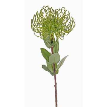 Cuscino porta spilli artificiale Protea BAILY, verde, 55 cm, Ø 10 cm Cuscino porta spilli artificiale Protea BAILY, verde, 55 cm, Ø 10 cm