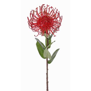 Cuscino porta spilli artificiale Protea BAILY, rosso, 55 cm, Ø 10 cm Cuscino porta spilli artificiale Protea BAILY, rosso, 55 cm, Ø 10 cm