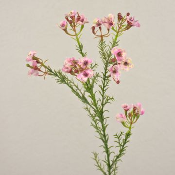 Fiore artificiale in cera AISHA, rosa, 65 cm, Ø 1-1,5 cm