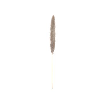 Pannocchia di erba della pampa argentata essiccata ALBERICO, colore naturale, 135 cm Pannocchia di erba della pampa argentata essiccata ALBERICO, colore naturale, 135 cm