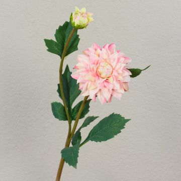 Dalia vellutata PATRITZIA, rosa-rosa acceso, 55 cm, Ø 4-9 cm Dalia vellutata PATRITZIA, rosa-rosa acceso, 55 cm, Ø 4-9 cm