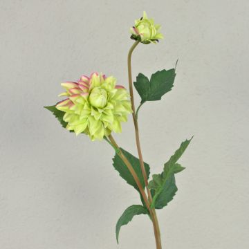 Dalia vellutata PATRITZIA, verde-rosa, 55 cm, Ø 4-9 cm Dalia vellutata PATRITZIA, verde-rosa, 55 cm, Ø 4-9 cm