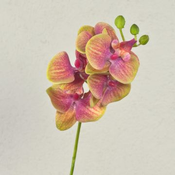 Ramo decorativo di orchidea Phalaenopsis OPHELIA, rosa-verde, 40 cm, Ø 7-8 cm Ramo decorativo di orchidea Phalaenopsis OPHELIA, rosa-verde, 40 cm, Ø 7-8 cm