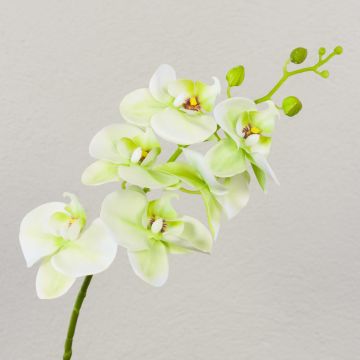 Ramo decorativo di orchidea Phalaenopsis OPHELIA, crema-verde, 80 cm, Ø 8-9 cm Ramo decorativo di orchidea Phalaenopsis OPHELIA, crema-verde, 80 cm, Ø 8-9 cm