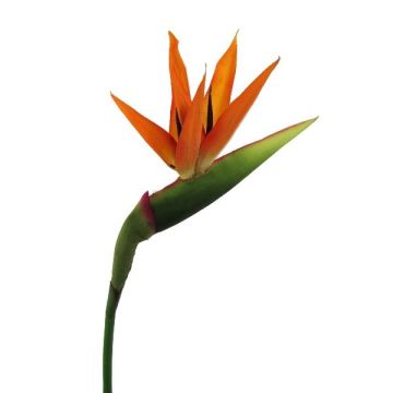 Fiore artificiale Strelitzia BARABE, arancione-viola, 100 cm Fiore artificiale Strelitzia BARABE, arancione-viola, 100 cm