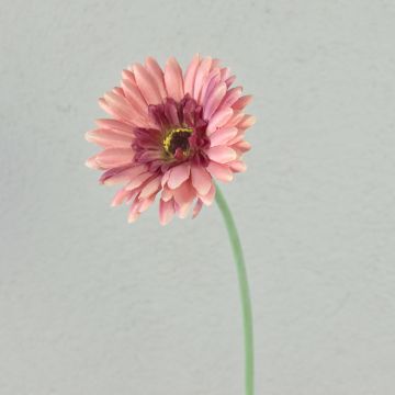 Fiore artificiale Gerbera TEUDELINDE, rosa antico, 55 cm, Ø 8 cm Fiore artificiale Gerbera TEUDELINDE, rosa antico, 55 cm, Ø 8 cm