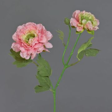 Ranuncolo artificiale SAGARA, rosa-verde, 45 cm, Ø 5-9 cm Ranuncolo artificiale SAGARA, rosa-verde, 45 cm, Ø 5-9 cm