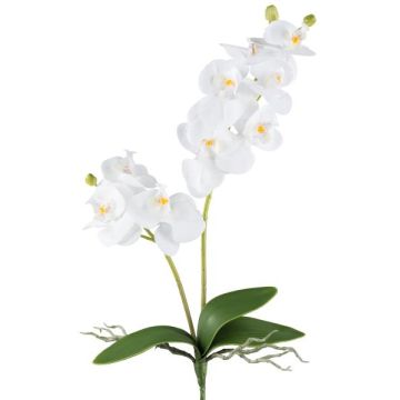Orchidea Phalaenopsis artificiale KRUZBER, stelo, radici, bianca, 55 cm Orchidea Phalaenopsis artificiale KRUZBER, stelo, radici, bianca, 55 cm