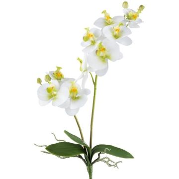 Orchidea Phalaenopsis artificiale KRUZBER, stelo, radici, bianco-verde, 55 cm Orchidea Phalaenopsis artificiale KRUZBER, stelo, radici, bianco-verde, 55 cm