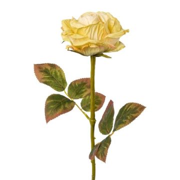 Fiore decorativo rosa DRINT, effetto secco, verde-crema, 60cm, Ø10,5cm Fiore decorativo rosa DRINT, effetto secco, verde-crema, 60cm, Ø10,5cm