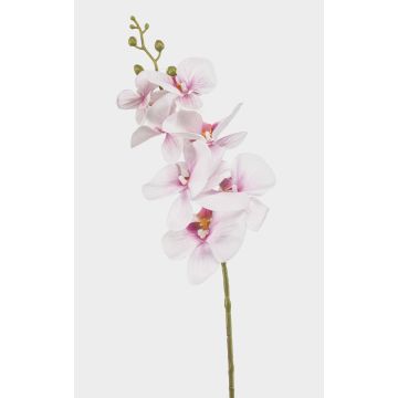 Ramo di orchidea Phalaenopsis artificiale AXELOR, bianco-rosa, 85 cm Ramo di orchidea Phalaenopsis artificiale AXELOR, bianco-rosa, 85 cm