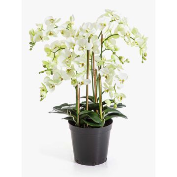 Fiore artificiale, orchidea Phalaenopsis FINEA in vaso decorativo, color crema, 85 cm Fiore artificiale, orchidea Phalaenopsis FINEA in vaso decorativo, color crema, 85 cm