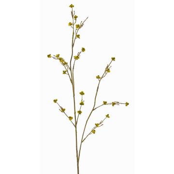 Ramo decorativo di Stirlingia latifolia COLLAN, giallo-verde, 75cm, Ø1cm