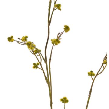 Ramo decorativo di Stirlingia latifolia COLLAN, giallo-verde, 75 cm, Ø 1 cm Ramo decorativo di Stirlingia latifolia COLLAN, giallo-verde, 75 cm, Ø 1 cm