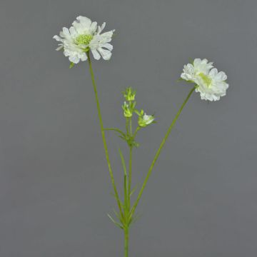 Scabiosa artificiale ANDIA, bianca, 80 cm, Ø 8-10 cm Scabiosa artificiale ANDIA, bianca, 80 cm, Ø 8-10 cm