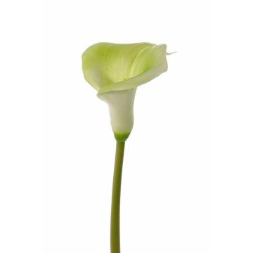 Fiore artificiale di calla MIRAC, verde-bianco, 75 cm, 12x15 cm Fiore artificiale di calla MIRAC, verde-bianco, 75 cm, 12x15 cm
