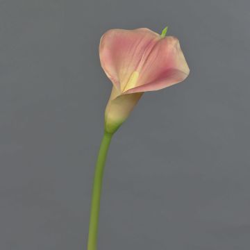 Fiore artificiale Calla MIRAC, rosa-giallo, 75 cm, 12x15 cm Fiore artificiale Calla MIRAC, rosa-giallo, 75 cm, 12x15 cm
