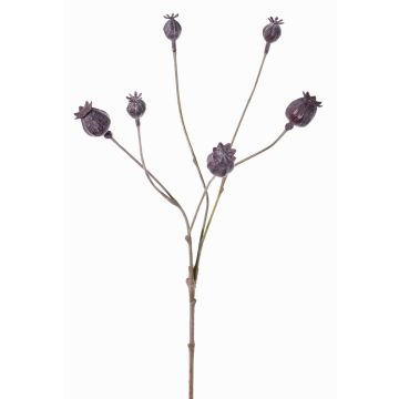 Capsule decorative di papavero ASUMAN, marrone scuro, 70cm, Ø2-3cm Capsule decorative di papavero ASUMAN, marrone scuro, 70cm, Ø2-3cm