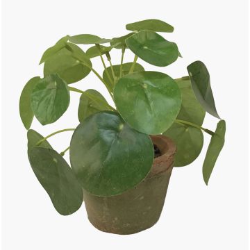 Succulenta artificiale pianta delle monete SYBIL in vaso di terracotta, verde, 13 cm