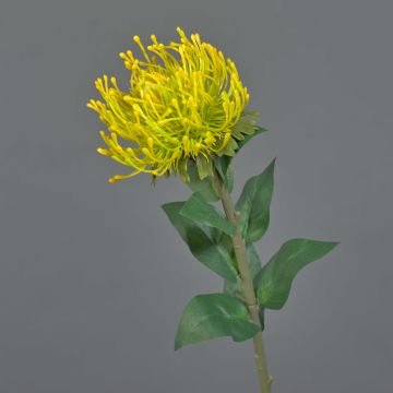 Fiore artificiale cuscino ad aghi Protea HERVAS, giallo, 70 cm, Ø 12 cm Fiore artificiale cuscino ad aghi Protea HERVAS, giallo, 70 cm, Ø 12 cm
