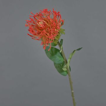Fiore artificiale a forma di cuscino porta spilli Protea HERVAS, rosso-arancione, 70 cm, Ø 12 cm Fiore artificiale a forma di cuscino porta spilli Protea HERVAS, rosso-arancione, 70 cm, Ø 12 cm
