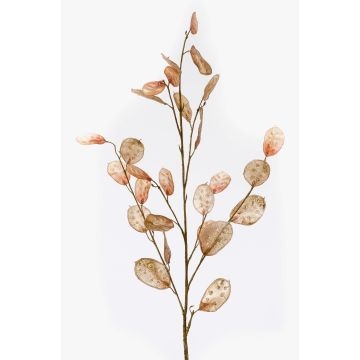 Ramo decorativo Lunaria BUELNA, marrone chiaro, 105cm Ramo decorativo Lunaria BUELNA, marrone chiaro, 105cm