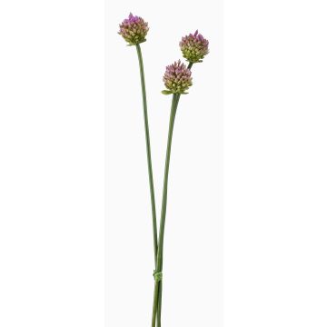 Mazzo decorativo di Allium LAMDA, viola-verde, 65 cm, Ø 4 cm Mazzo decorativo di Allium LAMDA, viola-verde, 65 cm, Ø 4 cm